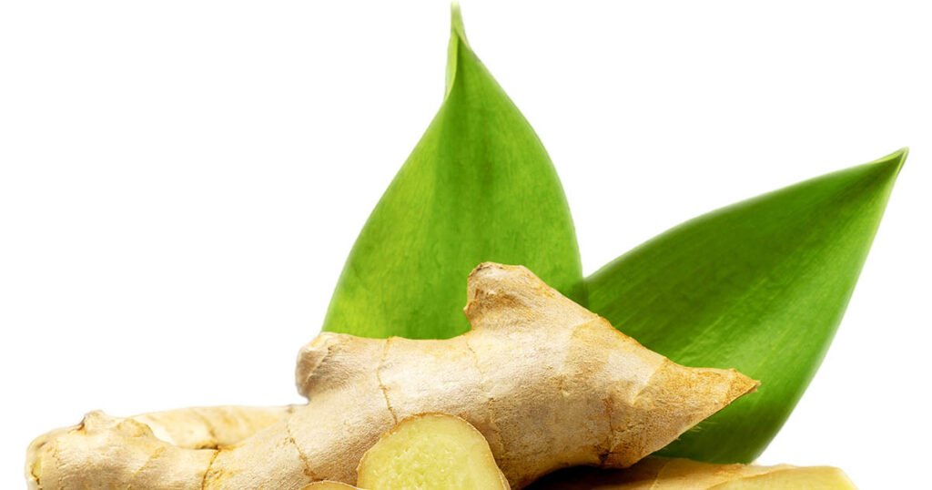Raíz de jengibre fresca orgánica con hojas verdes