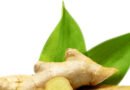 Raíz de jengibre fresca orgánica con hojas verdes