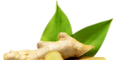 Raíz de jengibre fresca orgánica con hojas verdes