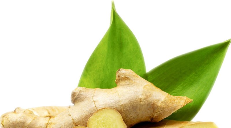 Raíz de jengibre fresca orgánica con hojas verdes