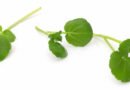 Berro orgánico fresco, hojas verdes ricas en nutrientes