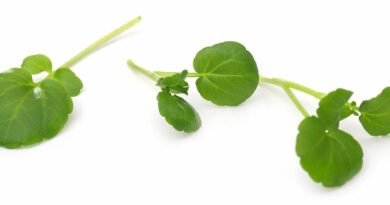 Berro orgánico fresco, hojas verdes ricas en nutrientes