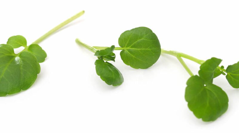 Berro orgánico fresco, hojas verdes ricas en nutrientes